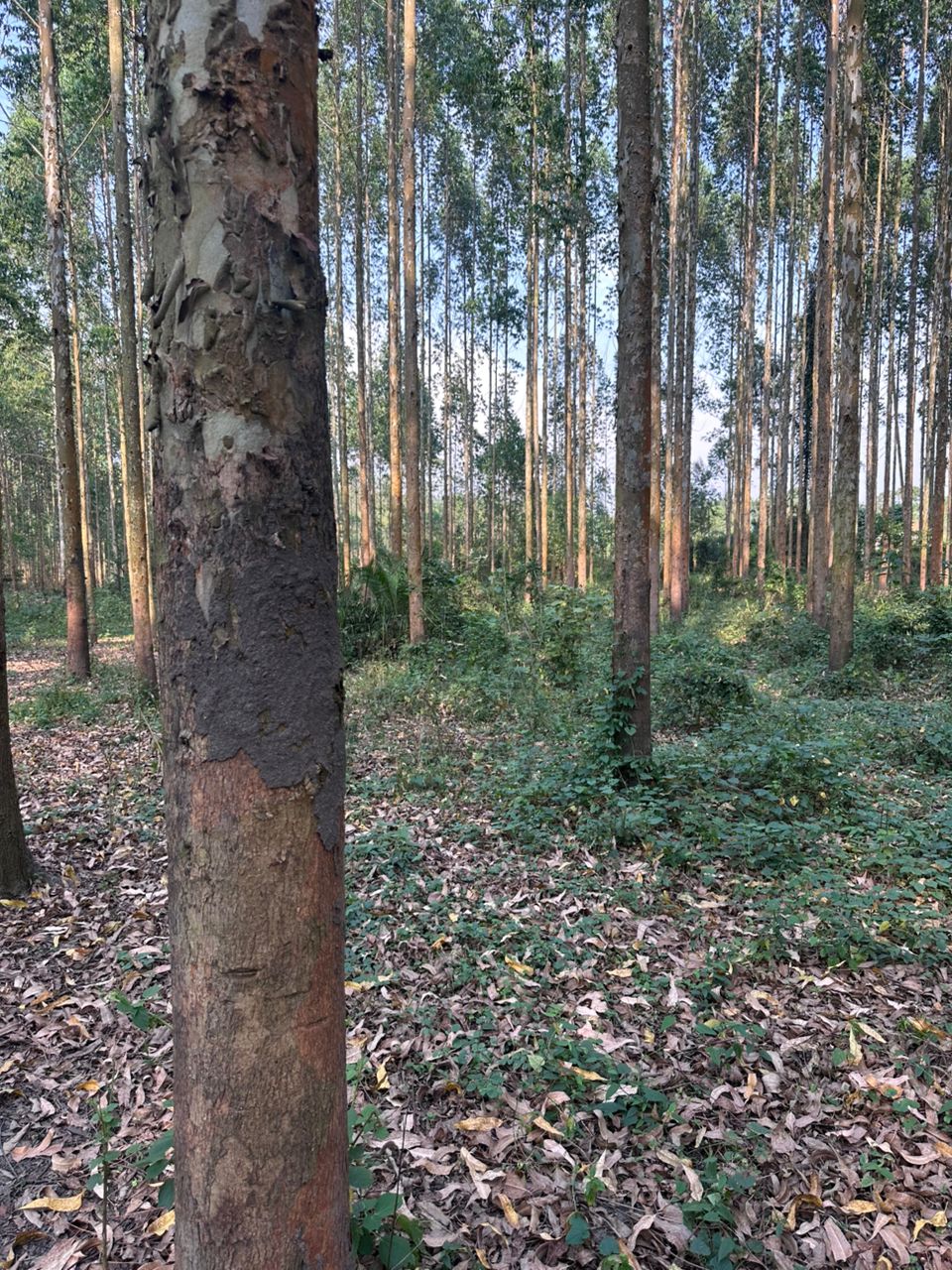 Forestry services in Uganda — eucalyptus, pine and multi-species