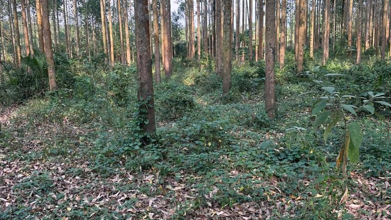 Trees planted in a regular grid showing plantation spacing