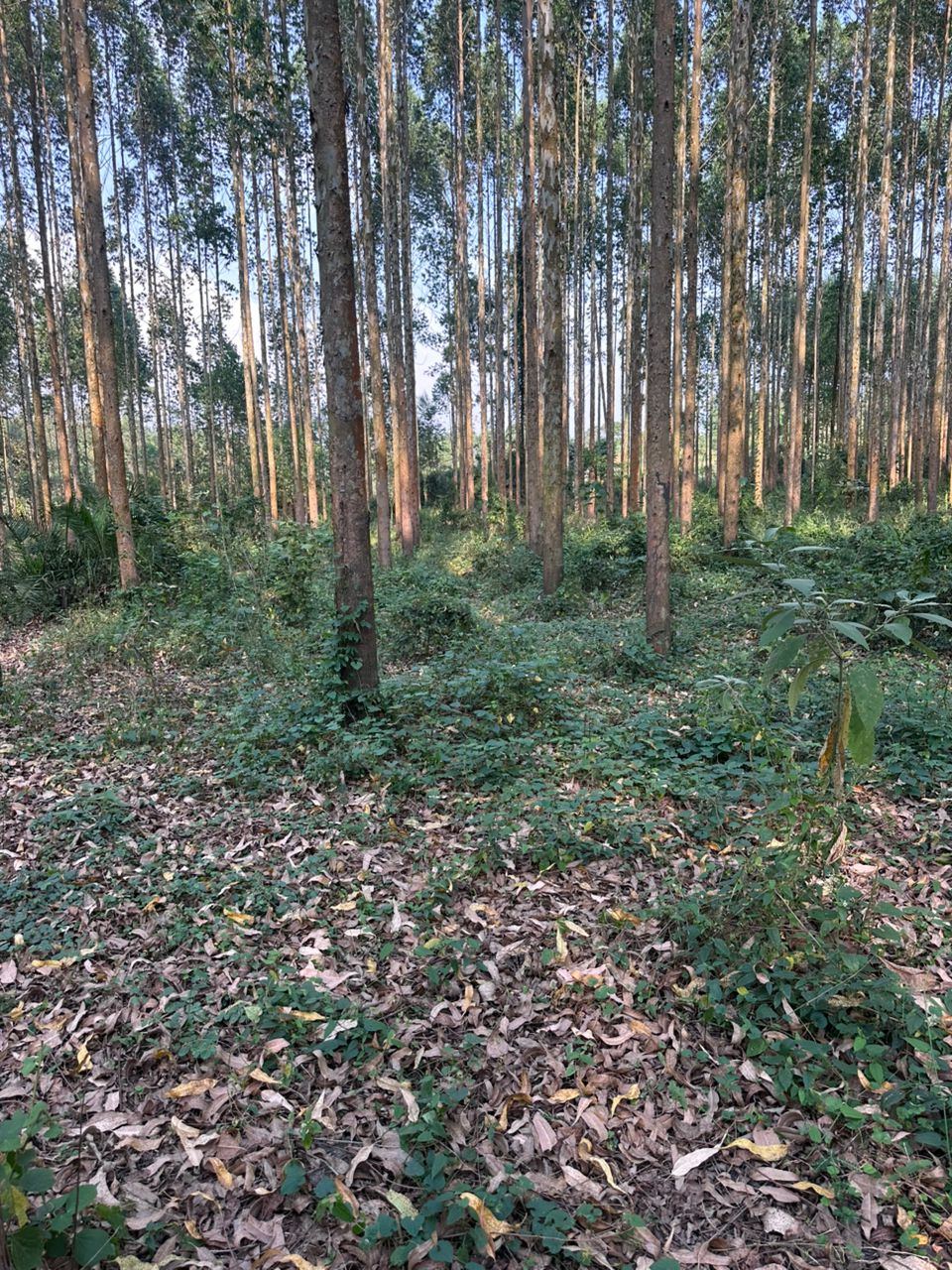 Eucalyptus plantation rows