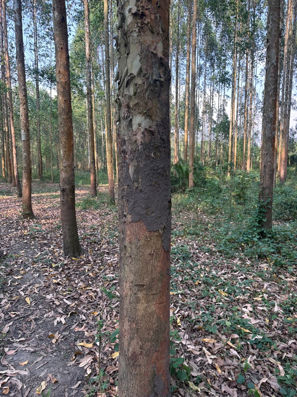 Eucalyptus forest floor