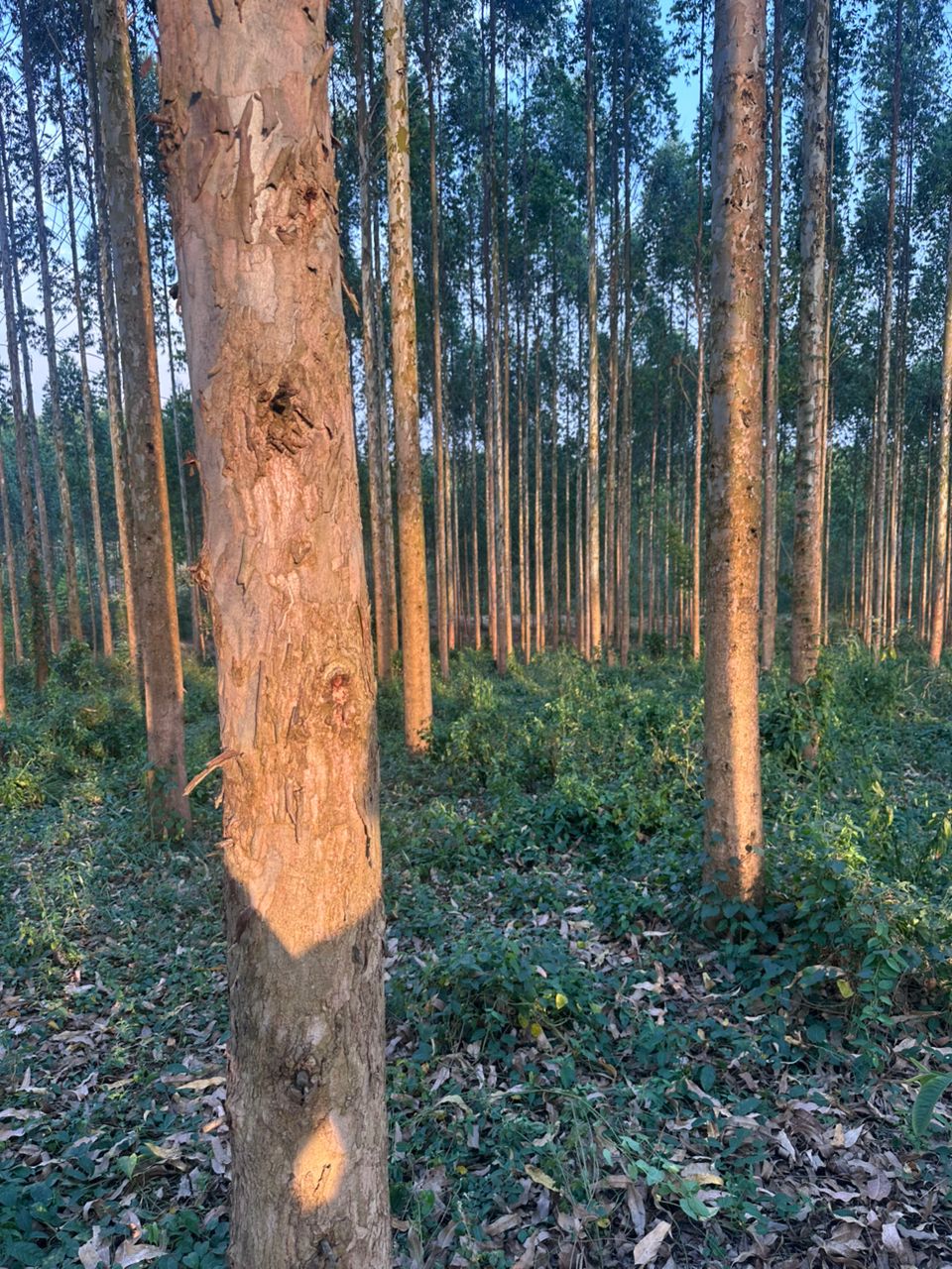Tall eucalyptus trees in Uganda