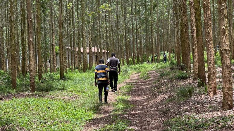Fast-growing eucalyptus plantation