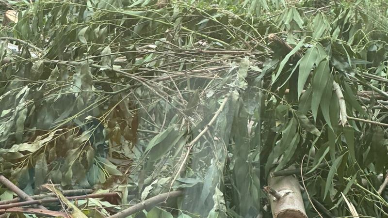 Clonal and seedling eucalyptus stock side by side