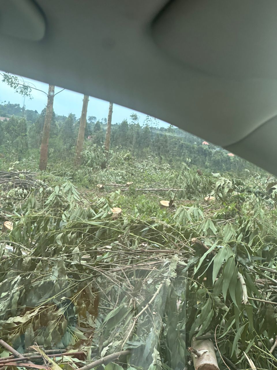 Eucalyptus seedlings grown at Euca Eco Consults nursery in Uganda