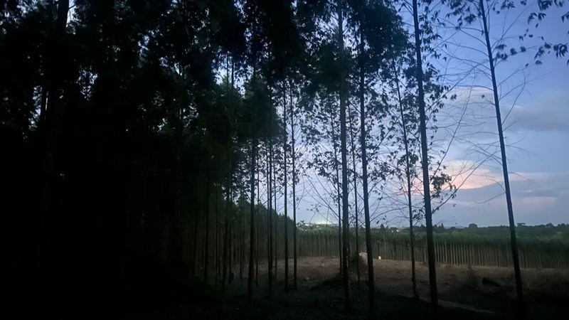 Eucalyptus tree harvesting in Uganda