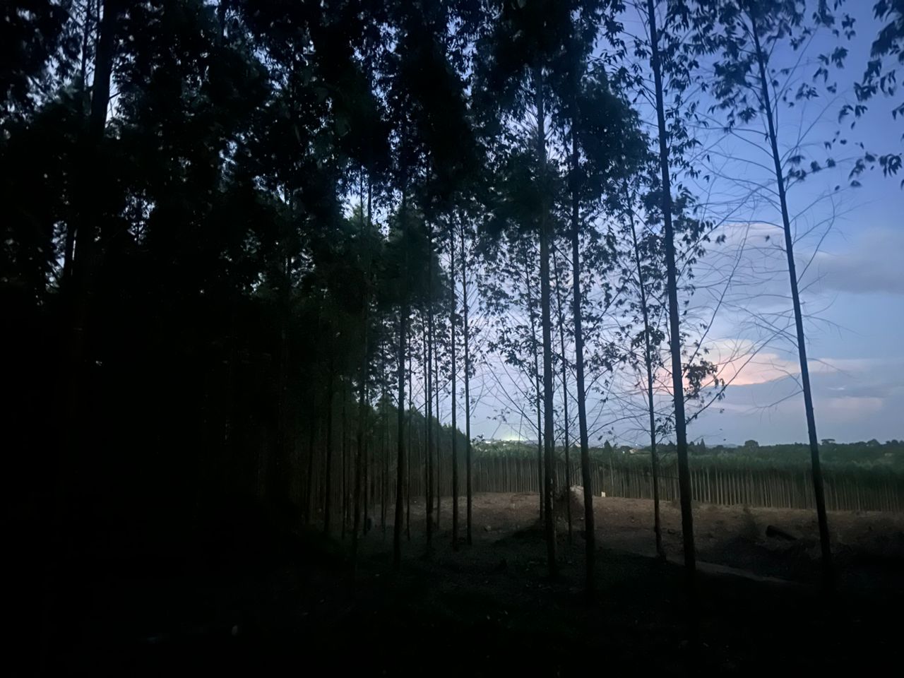 Eucalyptus harvesting operation in Uganda