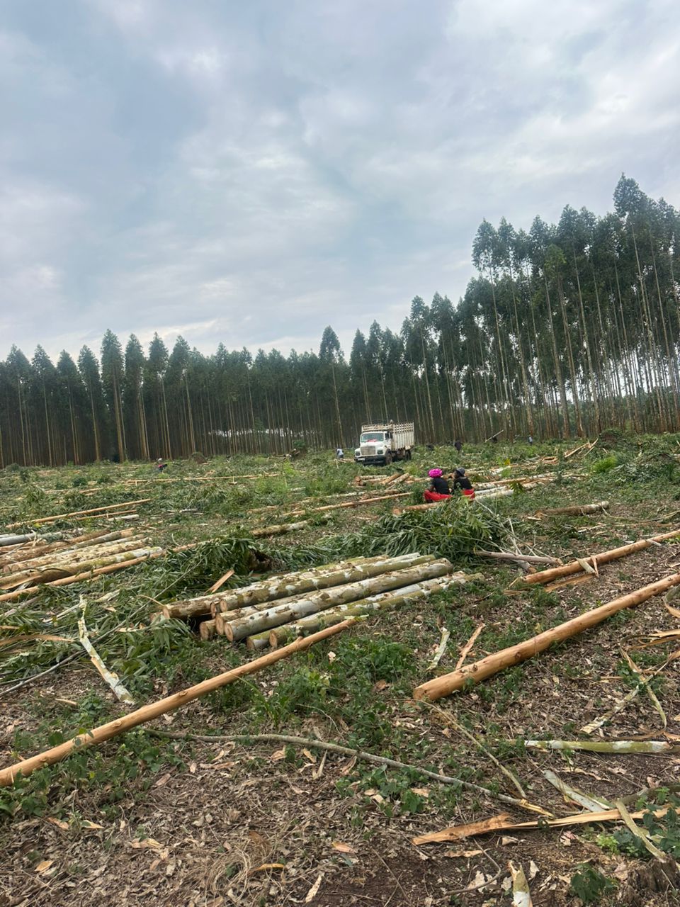 Eucalyptus trees growing in Uganda's climate