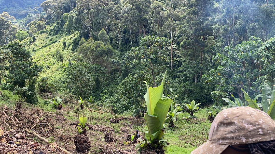 Forestry consultants in Uganda assessing a plantation site