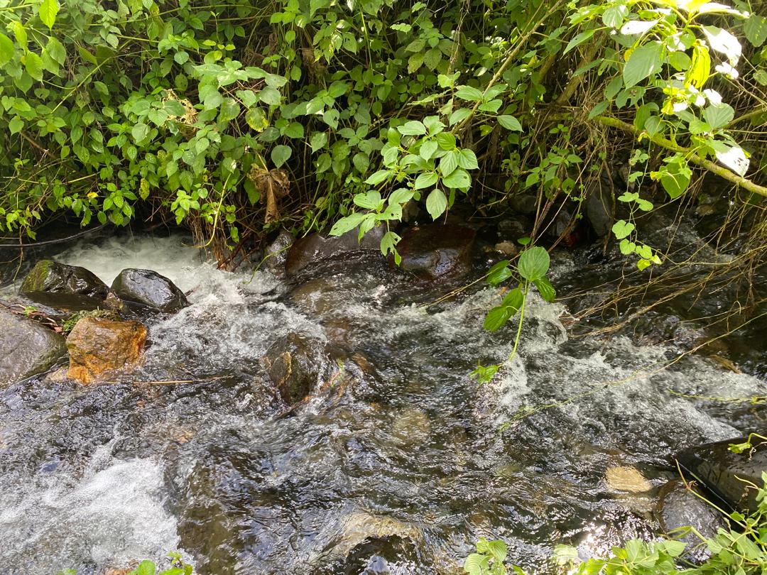 Best forest planting company Kampala Uganda
