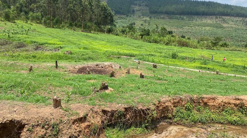 Sustainable forest management Uganda plantation