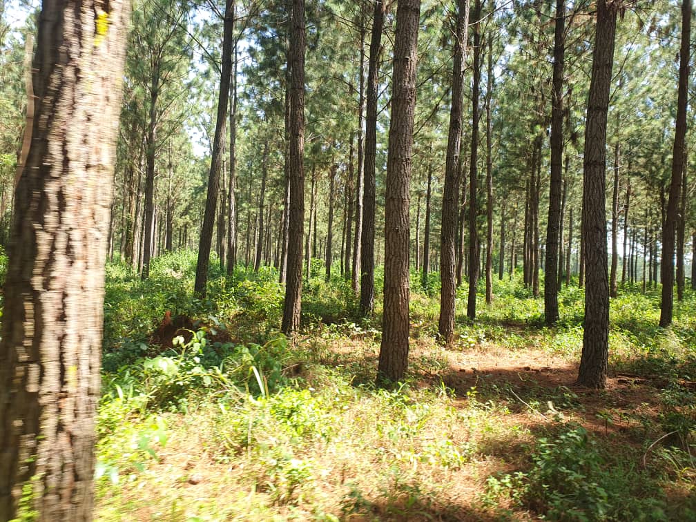 Forest path and understory in Uganda