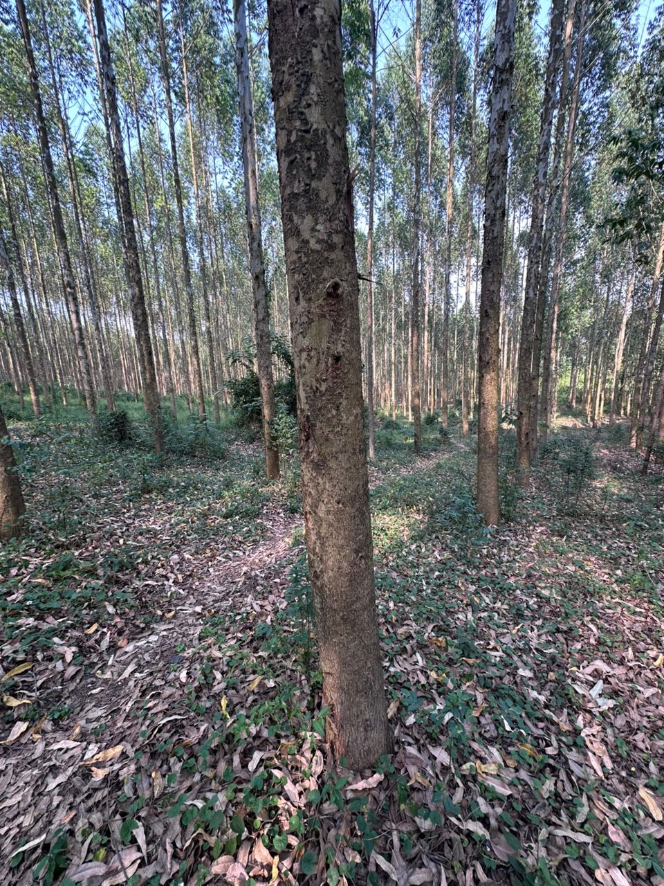 Commercial forest plantation in Uganda