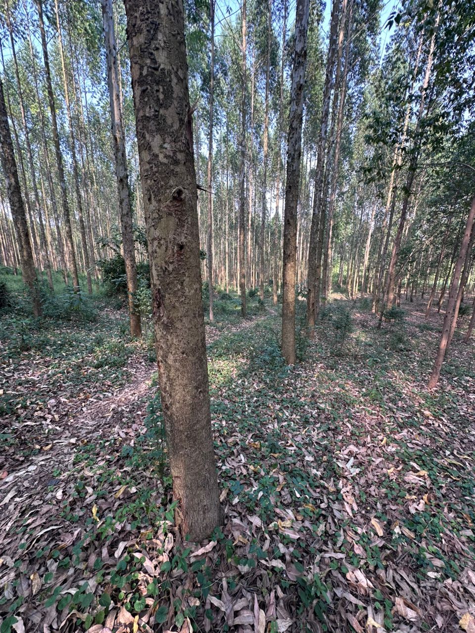 Forest tree rows in Uganda plantation