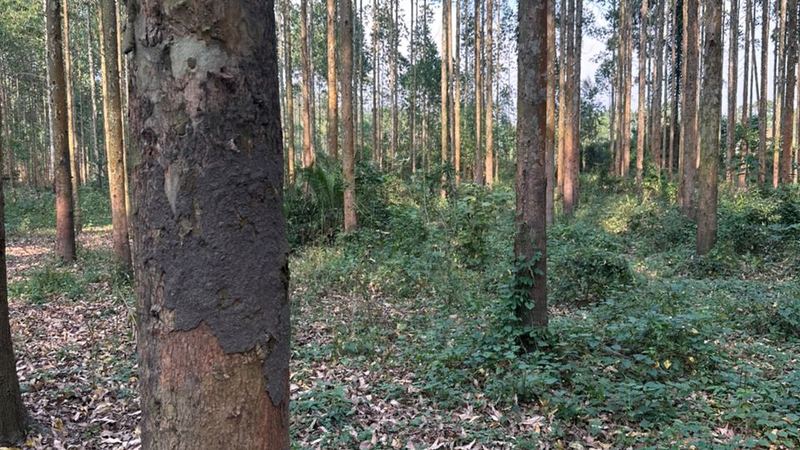 Plantation trees established near settlement in DR Congo