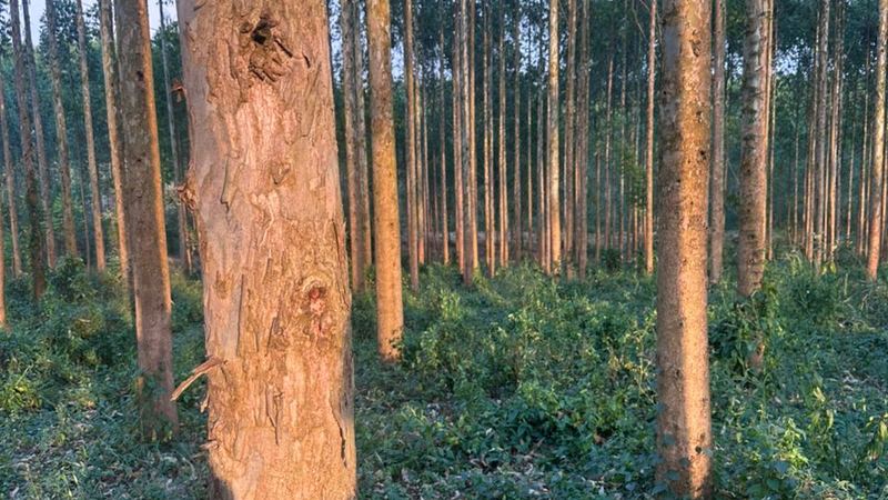 Musizi trees growing in a Ugandan agroforestry system