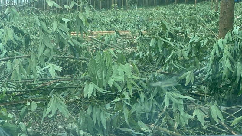 Teak plantation with characteristic broad leaves in northern Uganda