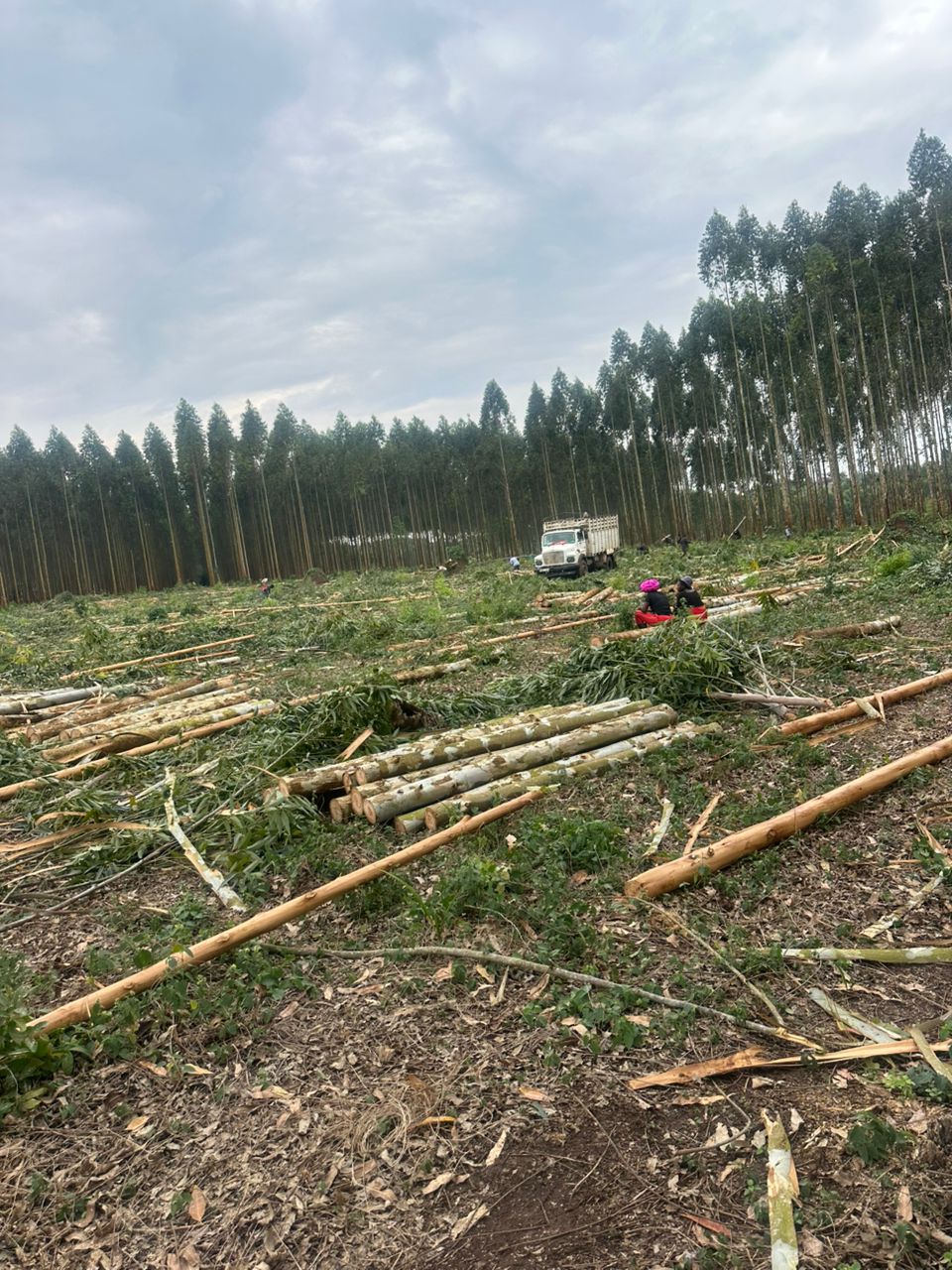 Carbon Sequestration Estimator
