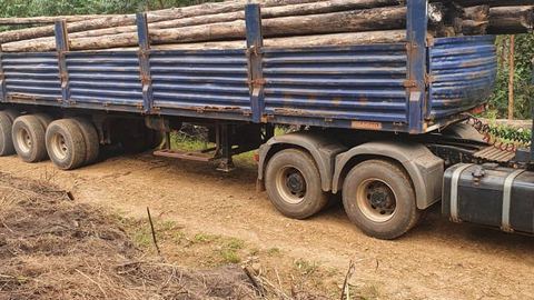 A lorry trailer with blue side panels, loaded with logs, on a dirt track